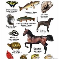State Animals of North Carolina poster print