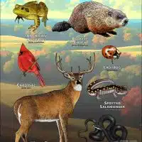 State Animals of Ohio poster print