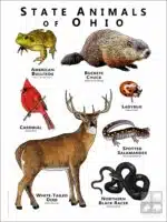 State Animals of Ohio poster print