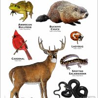 State Animals of Ohio poster print
