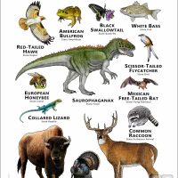 State Animals of Oklahoma poster print