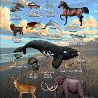 State Animals of South Carolina poster print