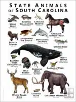 State Animals of South Carolina poster print