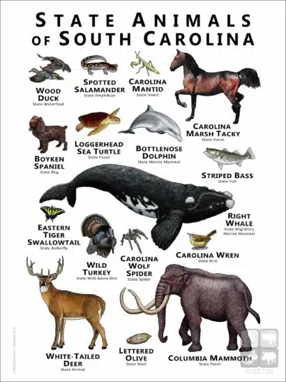 State Animals of South Carolina poster print