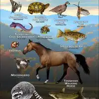 State Animals of Tennessee poster print