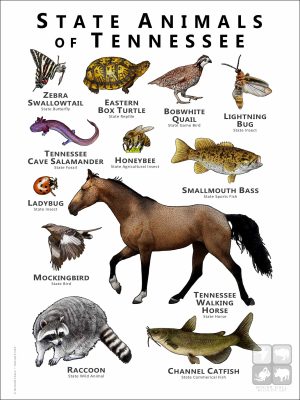 State Animals of Tennessee poster print