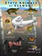 State Animals of Vermont poster print