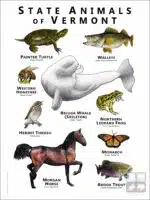 State Animals of Vermont poster print