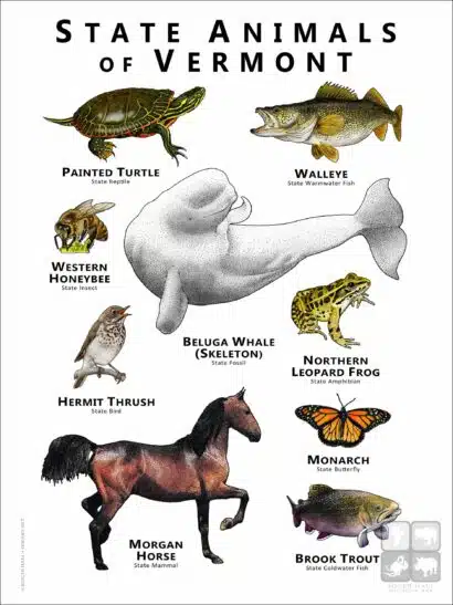State Animals of Vermont poster print