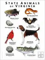 State Animals of Virginia poster print