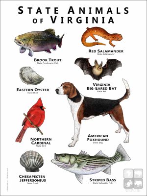 State Animals of Virginia poster print