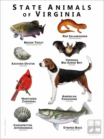 State Animals of Virginia poster print