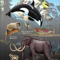 State Animals of Washington state poster print