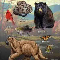 State Animals of West Virginia poster print