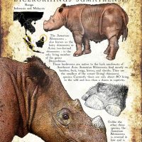 Sumatran Rhinoceros poster