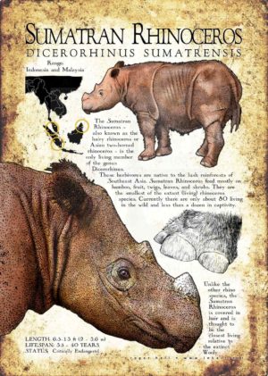Sumatran Rhinoceros poster