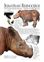 Sumatran Rhinoceros poster