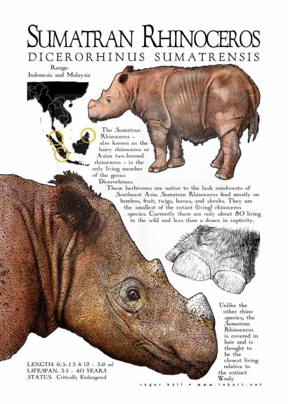 Sumatran Rhinoceros poster