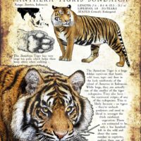 Sumatran Tiger poster