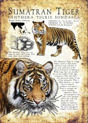 Sumatran Tiger poster