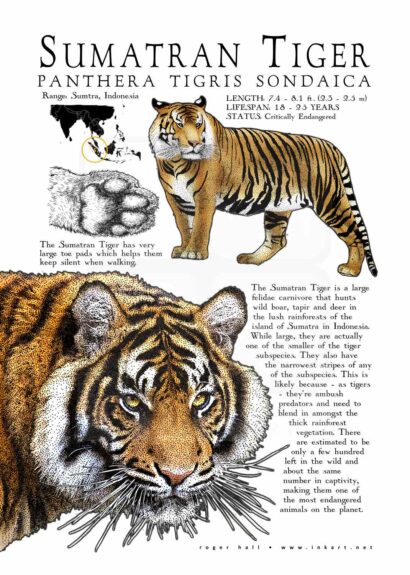 Sumatran Tiger poster