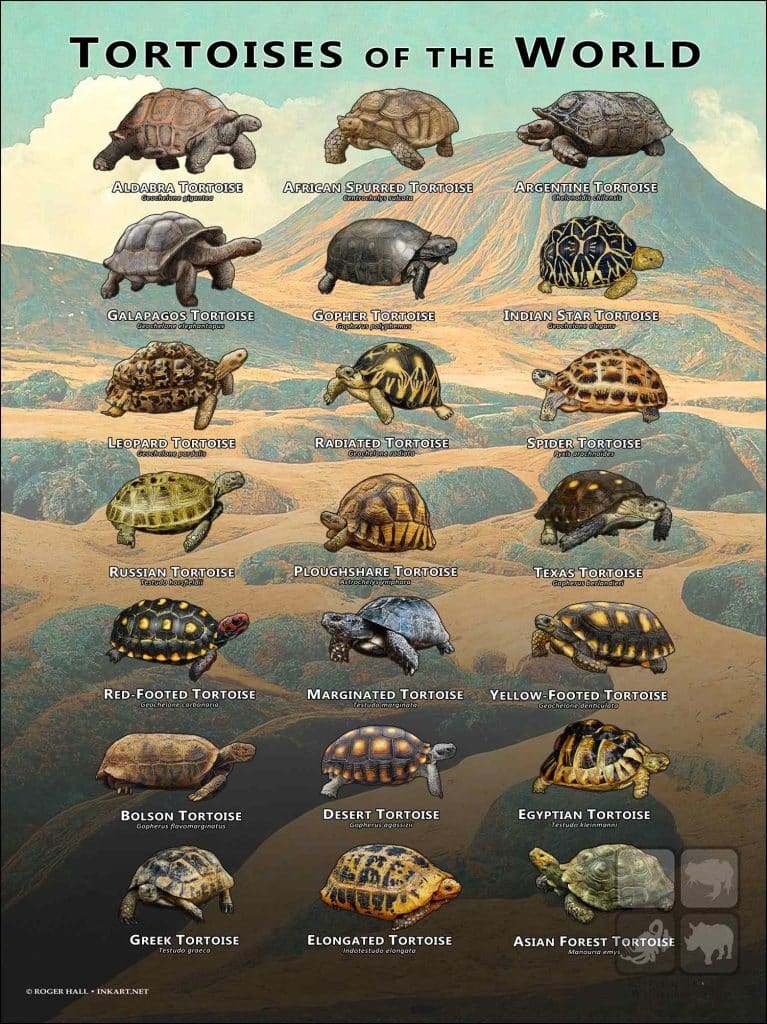 Tortoises of the World Poster - Wildlife Art