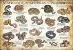 Venomous Snakes of Arizona poster print
