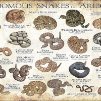 Venomous Snakes of Arizona poster print