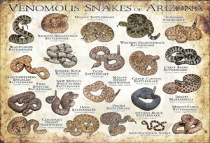 Venomous Snakes of Arizona poster print