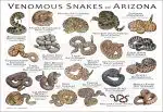 Venomous Snakes of Arizona poster print