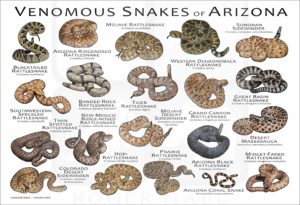 Venomous Snakes of Arizona poster print