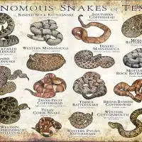 Venomous Snakes of Texas poster print
