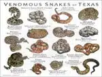 Venomous Snakes of Texas poster print