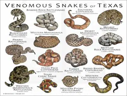 Venomous Snakes of Texas poster print