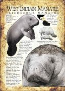 West Indian Manatee poster