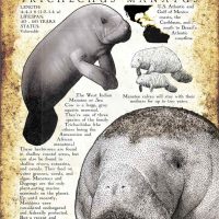 West Indian Manatee poster