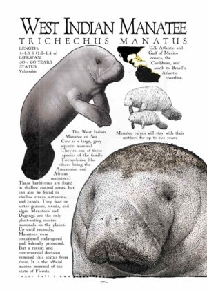 West Indian Manatee poster