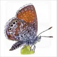 Western Pygmy Blue Butterfly illustration