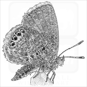 Western Pygmy Blue Butterfly black and white drawing