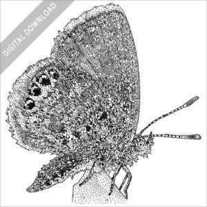 Western Pygmy Blue black and white drawing