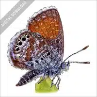 Western Pygmy Blue Butterfly