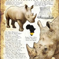 White Rhinoceros poster