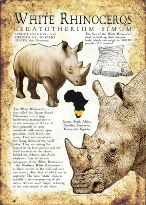 White Rhinoceros poster