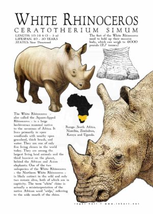 White Rhinoceros poster