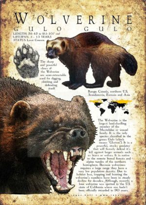 Wolverine poster