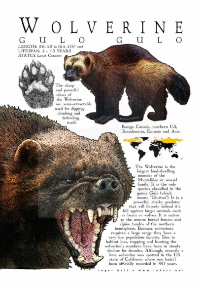 Wolverine poster