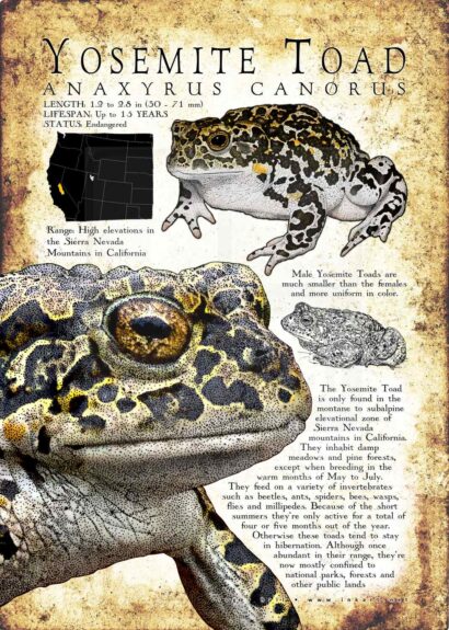 Yosemite Toad Poster - Wildlife Art