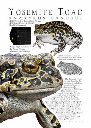 Yosemite Toad poster