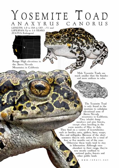 Yosemite Toad poster
