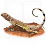 Zebra-Tailed Lizard illustration